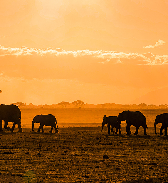 虎力全開(kāi)，疫情兇猛他去非洲做了什么？